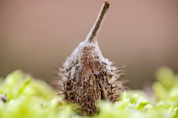 Foto close-up van een insect op een plant