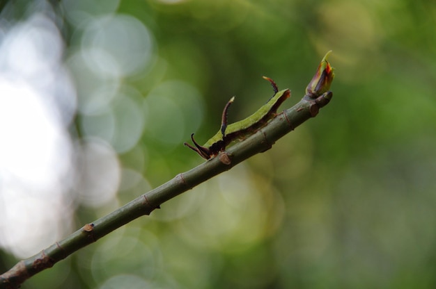 Close-up van een insect op een plant