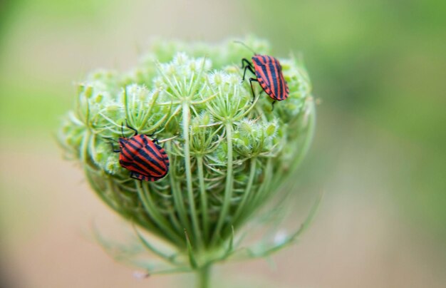 Foto close-up van een insect op een plant