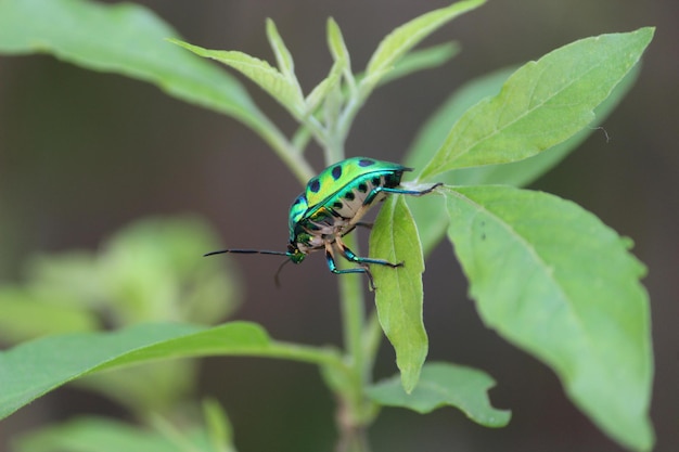 Close-up van een insect op een plant