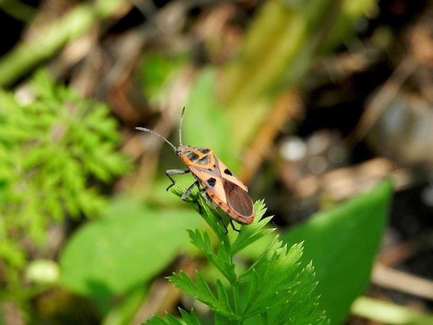 Close-up van een insect op een plant
