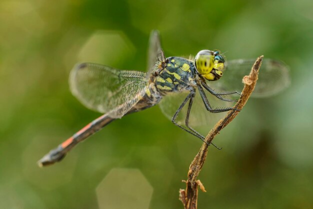 Foto close-up van een insect op een plant