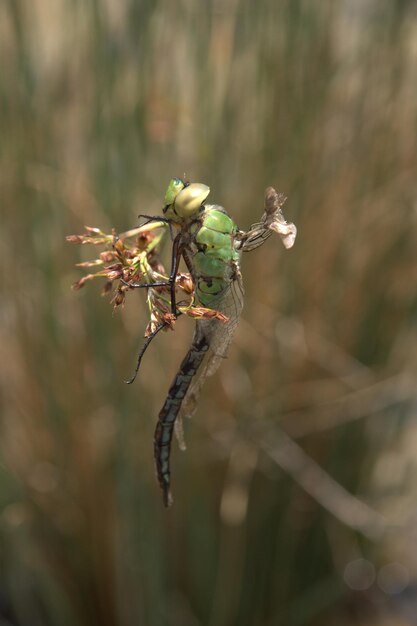 Foto close-up van een insect op een plant