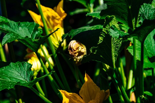 Foto close-up van een insect op een plant