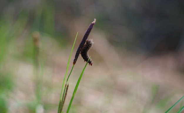 Close-up van een insect op een plant