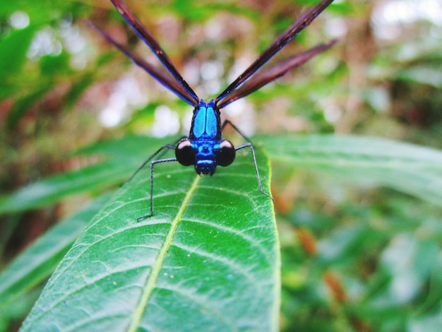 Foto close-up van een insect op een plant