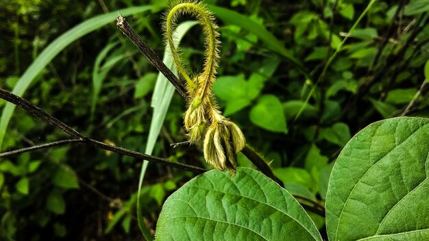 Close-up van een insect op een plant