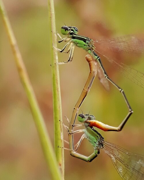 Foto close-up van een insect op een plant