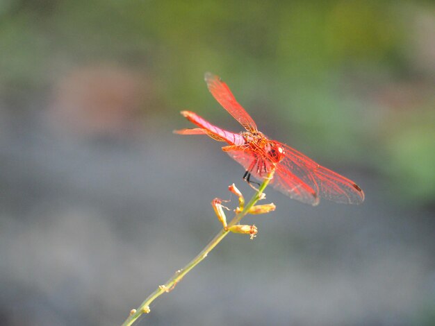 Foto close-up van een insect op een rode bloem