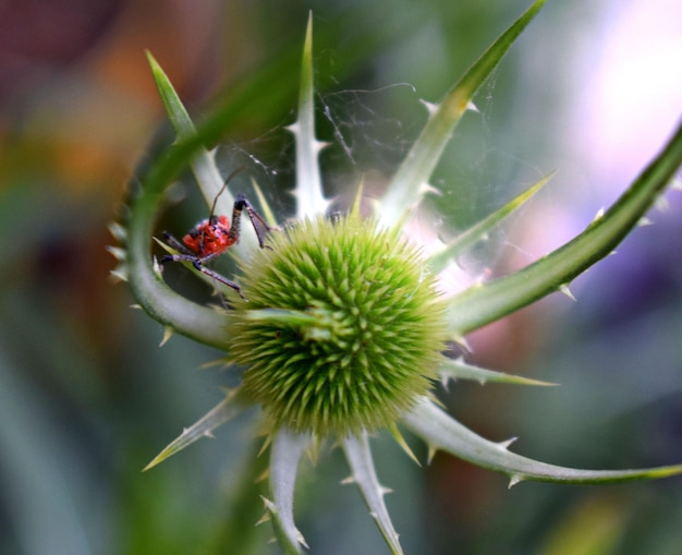 Foto close-up van een insect op een rode bloem