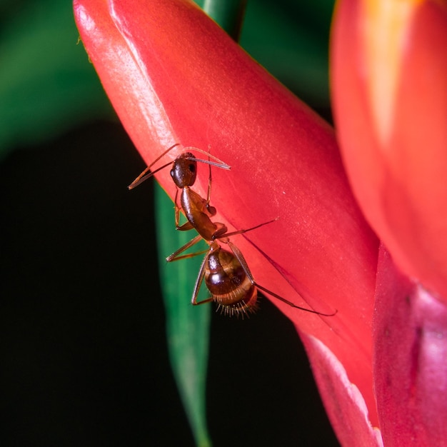 Foto close-up van een insect op een rode bloem