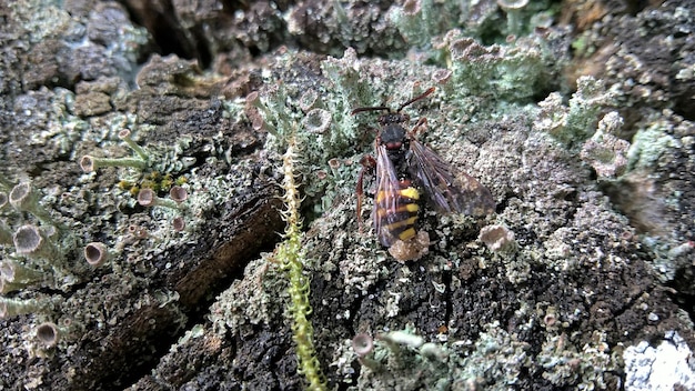 Foto close-up van een insect op een rots