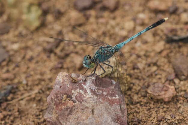 Foto close-up van een insect op een rots