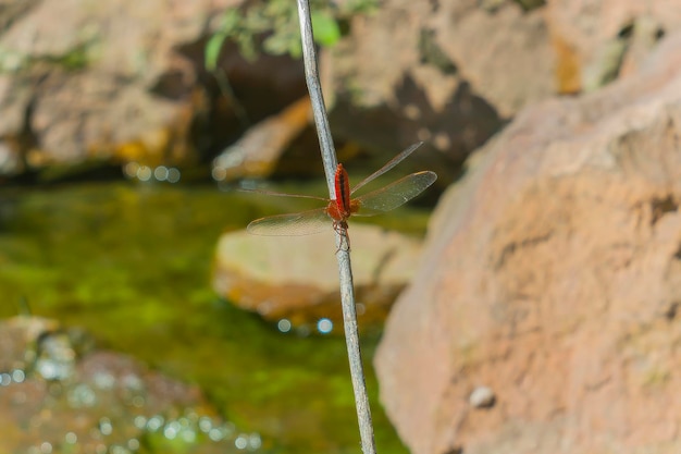 Foto close-up van een insect op een rots