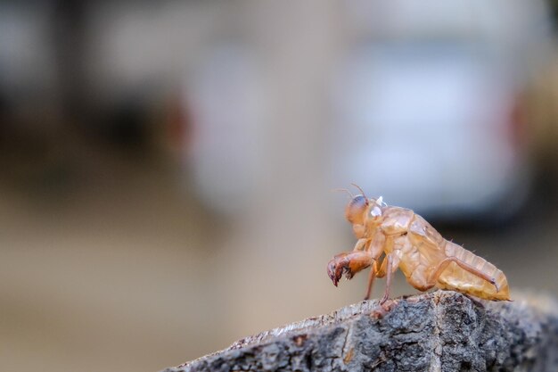 Close-up van een insect op een rots