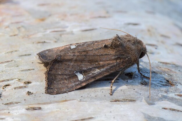 Close-up van een insect op een rots