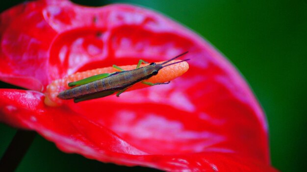 Foto close-up van een insect op een roze anthuriumbloem