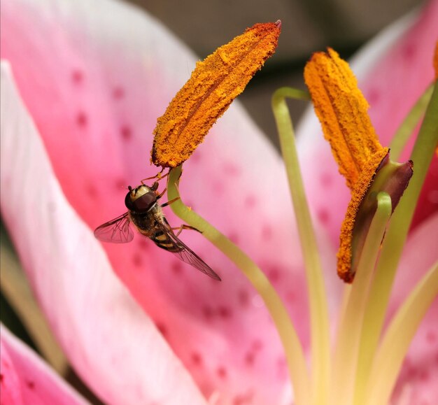 Foto close-up van een insect op een roze bloem