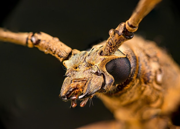 Close-up van een insect op een tak