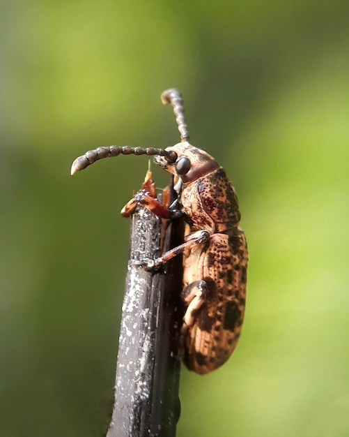 Foto close-up van een insect op een twijg