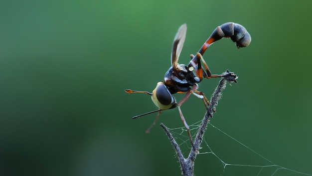 Close-up van een insect op een twijg