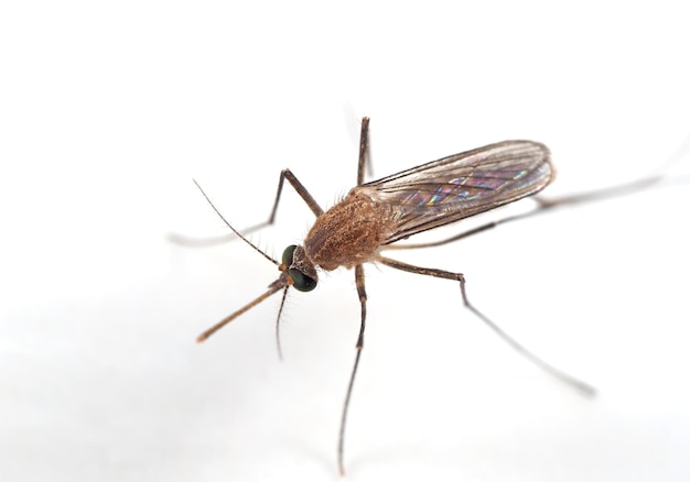 Close-up van een insect op een witte achtergrond