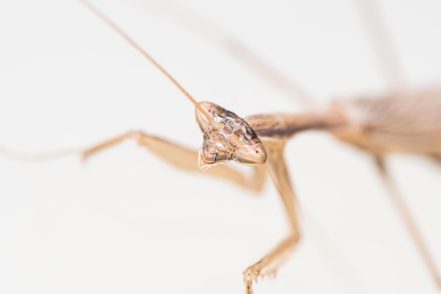 Close-up van een insect op een witte achtergrond