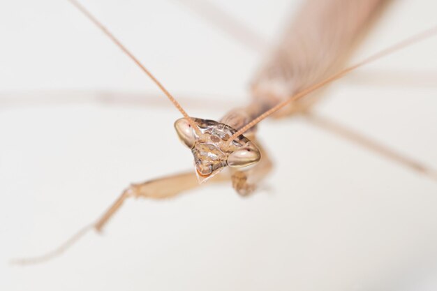 Close-up van een insect op een witte achtergrond