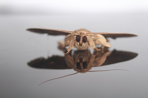 Close-up van een insect op een witte achtergrond