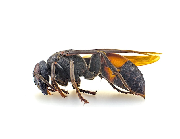 Foto close-up van een insect op een witte achtergrond
