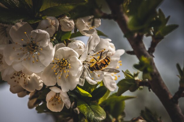 Foto close-up van een insect op een witte bloeiende plant