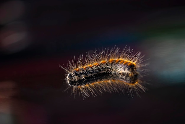 Close-up van een insect op een zwarte achtergrond