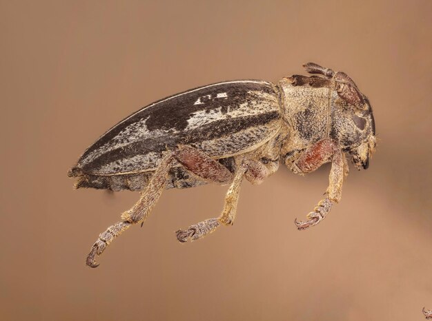 Foto close-up van een insect op een zwarte achtergrond