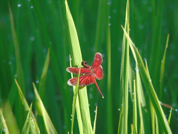 Foto close-up van een insect op gras