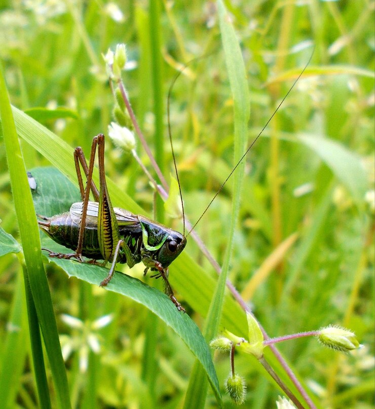 Foto close-up van een insect op gras
