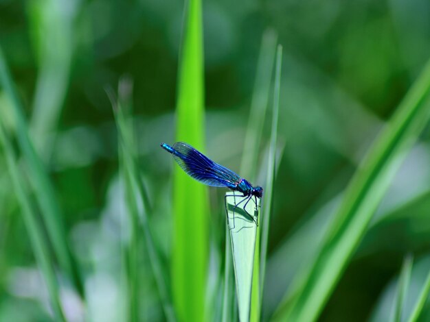 Foto close-up van een insect op gras