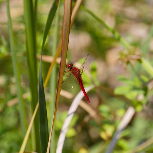 Foto close-up van een insect op gras