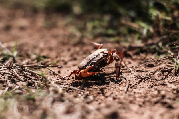 Close-up van een insect op het land