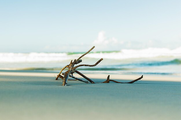 Foto close-up van een insect op het strand