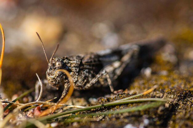 Foto close-up van een insect op het veld