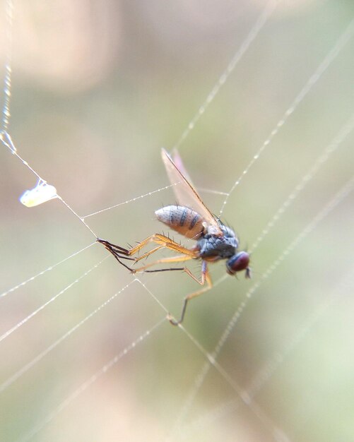 Foto close-up van een insect op het web