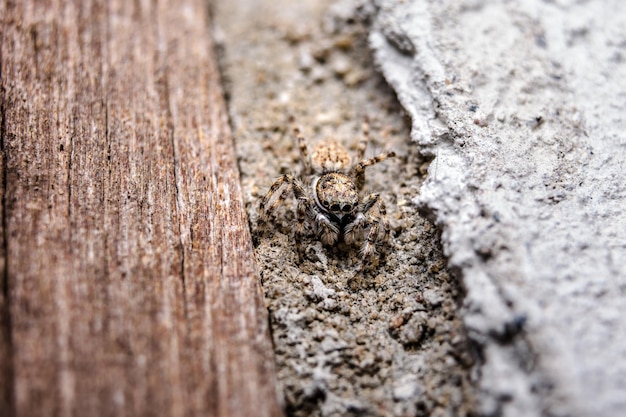Close-up van een insect op hout