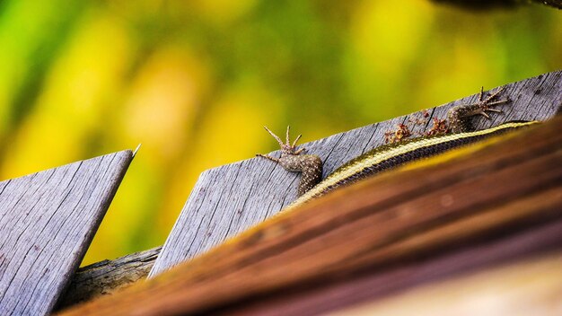 Foto close-up van een insect op hout