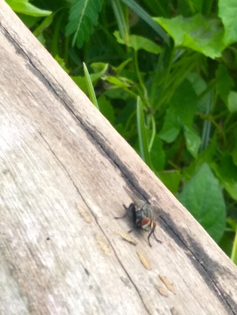 Close-up van een insect op hout