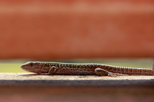 Foto close-up van een insect op hout