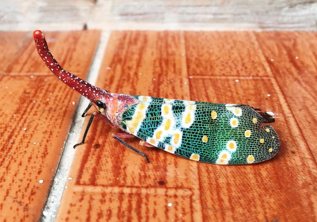 Foto close-up van een insect op hout