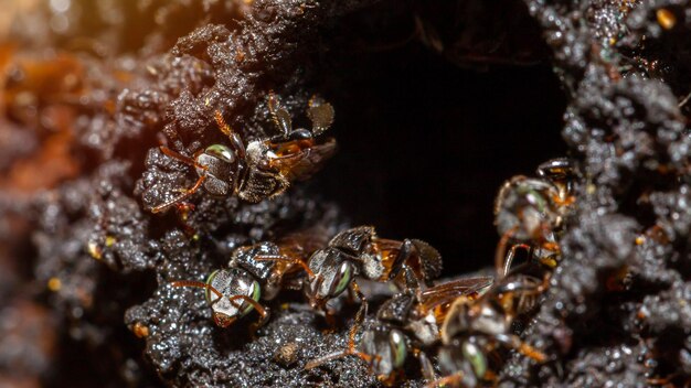 Foto close-up van een insect op ijs