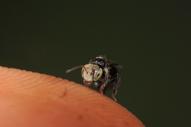 Close-up van een insect op menselijke huid