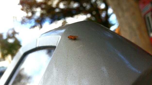 Close-up van een insect op metaal