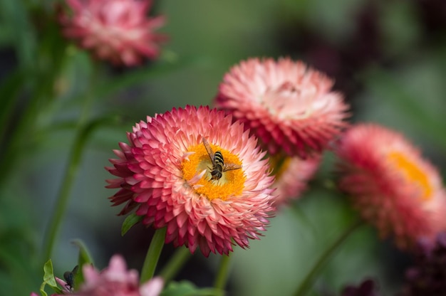 Close-up van een insect op roze bloemen die buiten bloeien